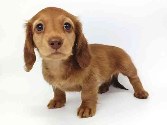 大阪府のミニチュアダックスフンド(ロング) (ひごペットフレンドリー泉ヶ丘店/2025年9月24日生まれ/女の子/レッド)の子犬の2枚目の画像