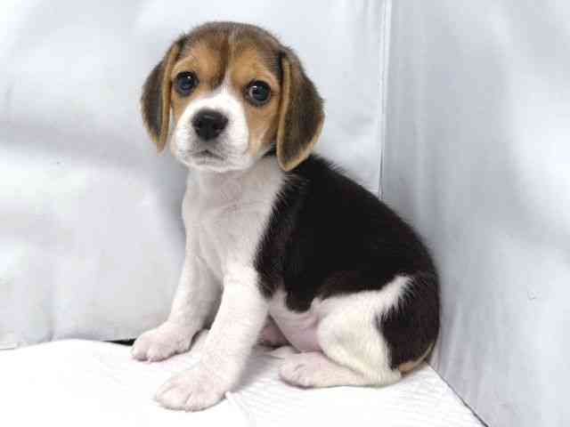 大阪府のビーグル (ひごペットフレンドリー堺プラットプラット店/2025年9月23日生まれ/女の子/ブラックホワイトタン)の子犬の2枚目の画像