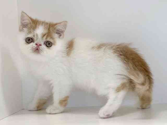 兵庫県のエキゾチック (ひごペットフレンドリーイトーヨーカドー明石店/2025年9月20日生まれ/男の子/ホワイトレッドタビー)の子猫の2枚目の画像