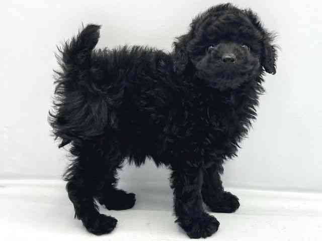 広島県のトイプードル(トイ) (ひごペットフレンドリーフジグラン神辺店/2025年9月25日生まれ/女の子/ブラック)の子犬の2枚目の画像