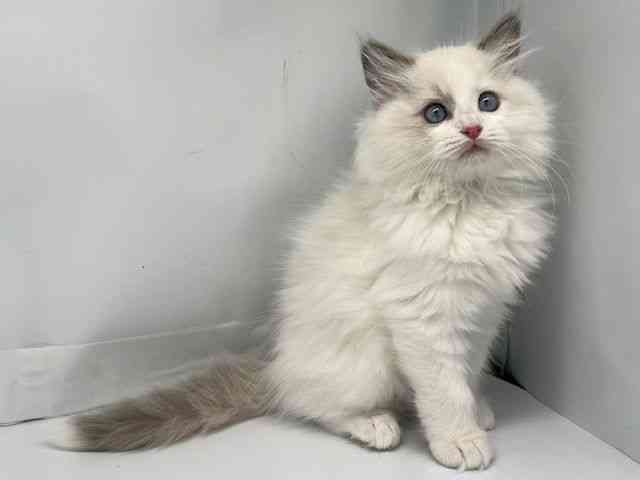 京都府のラグドール (ひごペットフレンドリー洛北阪急スクエア店/2025年9月18日生まれ/男の子/ブルーポイントバイカラー)の子猫の2枚目の画像