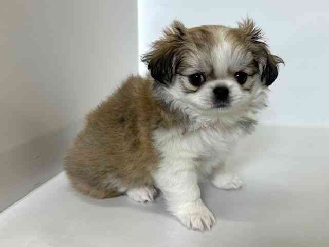 大阪府のチワペキ/ペキチー/ペキチワ(チワワ×ペキニーズ) (ひごペットフレンドリーアクロスプラザ住之江店/2025年9月25日生まれ/男の子/パーティーカラー)の子犬の2枚目の画像