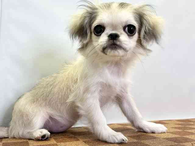 愛媛県のチワペキ/ペキチー/ペキチワ(チワワ×ペキニーズ) (ひごペットフレンドリーエミフルMASAKI店/2025年9月25日生まれ/女の子/パーティーカラー)の子犬の2枚目の画像