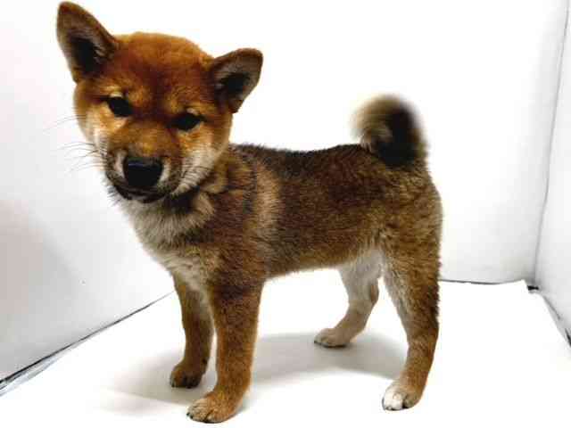 奈良県の柴犬(標準サイズ) (ひごペットフレンドリー奈良パワーシティ店/2025年9月27日生まれ/女の子/赤)の子犬の2枚目の画像