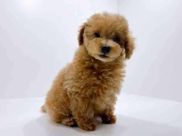 広島県のトイプードル(トイ) (ひごペットフレンドリーフジグラン神辺店/2025年9月26日生まれ/女の子/レッド)の子犬の2枚目の画像