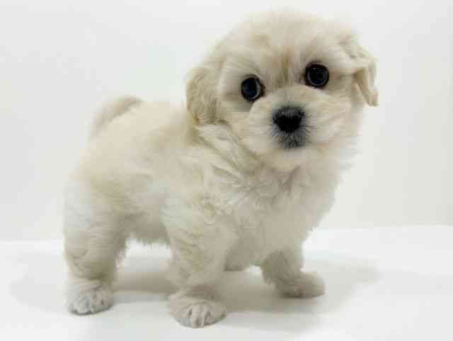 広島県のペキプー(ペキニーズ×プードル) (ひごペットフレンドリーフジグラン神辺店/2025年9月27日生まれ/女の子/ホワイト)の子犬の2枚目の画像