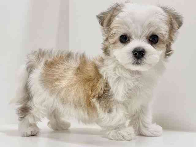 奈良県のチワマル/マルチワ(チワワ×マルチーズ) (ひごペットフレンドリーイオンモール橿原ウエスト・ビレッジ店/2025年9月25日生まれ/男の子/パーティーカラー)の子犬の2枚目の画像