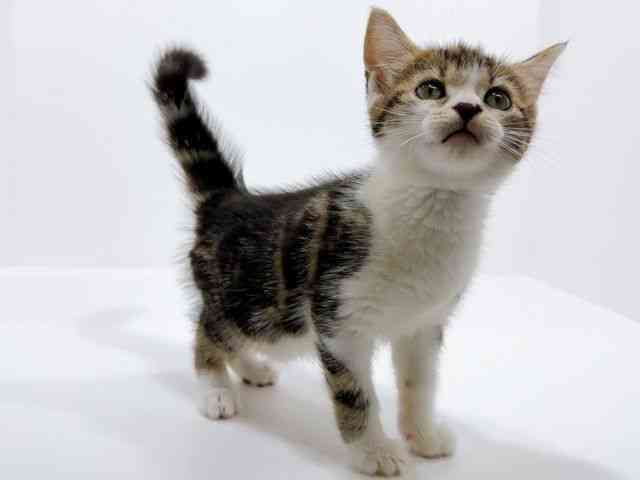 広島県のアメリカンショートヘアー (ひごペットフレンドリーフジグラン神辺店/2025年9月28日生まれ/女の子/ブラウンタビーホワイト)の子猫の2枚目の画像