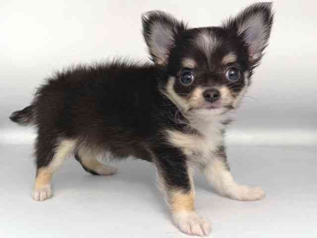 大阪府のチワワ(ロング) (ひごペットフレンドリー岸和田店/2025年9月26日生まれ/女の子/ブラックタンホワイト)の子犬の2枚目の画像