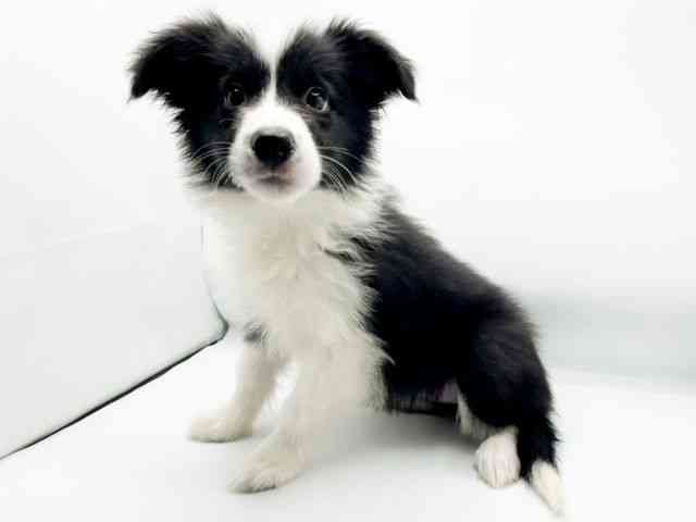 兵庫県のボーダーコリー (ひごペットフレンドリーコロワ甲子園店/2025年9月28日生まれ/女の子/ブラックホワイト)の子犬の2枚目の画像