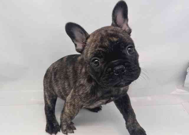 鳥取県のフレンチブルドッグ (ひごペットフレンドリーイオンモール鳥取北店/2025年9月27日生まれ/女の子/タイガーブリンドル)の子犬の2枚目の画像