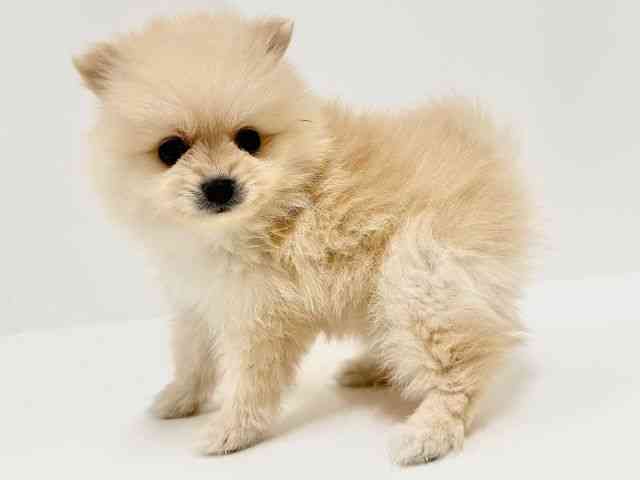 奈良県のポメラニアン (ひごペットフレンドリーイオンモール橿原ウエスト・ビレッジ店/2025年9月26日生まれ/女の子/クリーム)の子犬の2枚目の画像