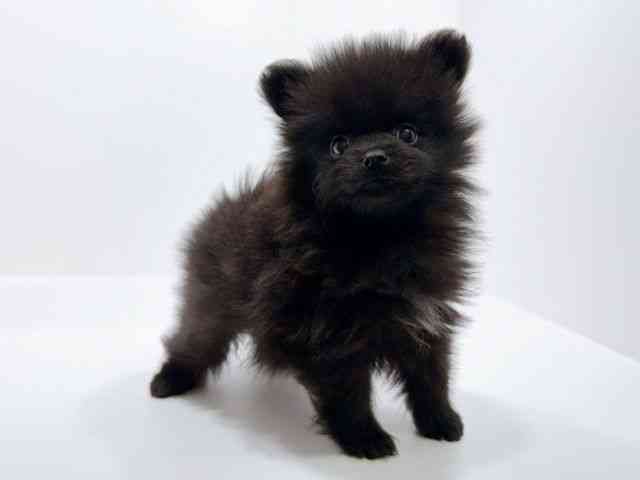 広島県のポメラニアン (ひごペットフレンドリーフジグラン神辺店/2025年9月26日生まれ/男の子/ブラック)の子犬の2枚目の画像