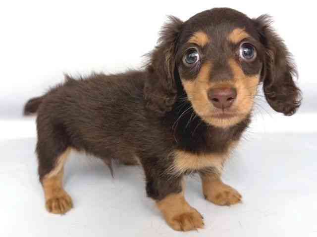 大阪府のミニチュアダックスフンド(ロング) (ひごペットフレンドリー岸和田店/2025年9月28日生まれ/男の子/チョコレートタン)の子犬の2枚目の画像