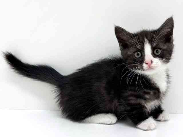 大阪府のミヌエット (ひごペットフレンドリーくずはモール店/2025年9月27日生まれ/男の子/シルバータビーホワイト)の子猫の2枚目の画像