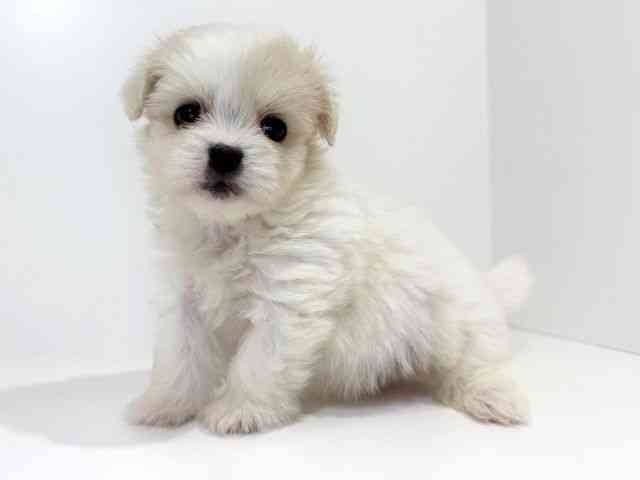 兵庫県のペキマル/マルペキ(ペキニーズ×マルチーズ) (ひごペットフレンドリーイトーヨーカドー明石店/2025年9月28日生まれ/男の子/ホワイト)の子犬の2枚目の画像