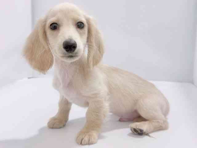 大阪府のミニチュアダックスフンド(ロング) (ひごペットフレンドリーイズミヤショッピングセンター千里丘店/2025年9月25日生まれ/男の子/イエロー)の子犬の2枚目の画像