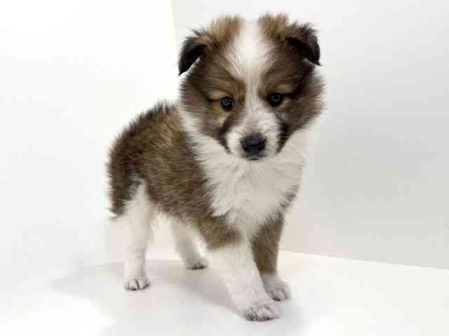 兵庫県のハーフ犬・ミックス犬 (ひごペットフレンドリーイトーヨーカドー明石店/2025年9月24日生まれ/男の子/セーブルホワイト)の子犬の2枚目の画像