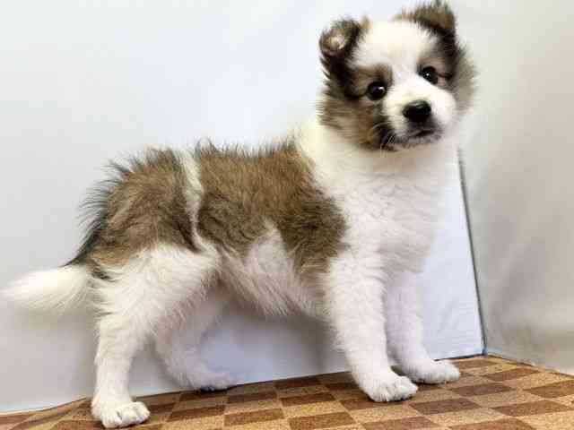 愛媛県のハーフ犬・ミックス犬 (ひごペットフレンドリーエミフルMASAKI店/2025年9月24日生まれ/女の子/セーブルホワイト)の子犬の2枚目の画像