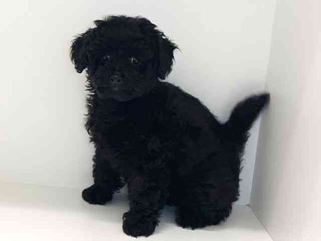 兵庫県のトイプードル(トイ) (ひごペットフレンドリーイトーヨーカドー明石店/2025年9月26日生まれ/女の子/ブラック)の子犬の2枚目の画像