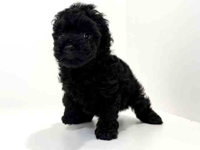 兵庫県のトイプードル(トイ) (ひごペットフレンドリーイトーヨーカドー明石店/2025年9月26日生まれ/女の子/ブラック)の子犬の2枚目の画像