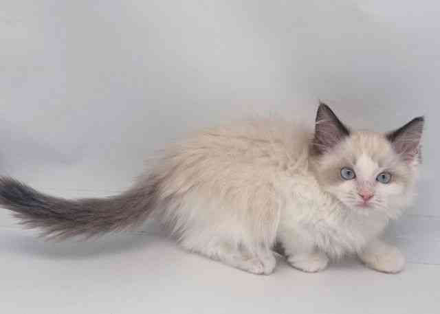 鳥取県のラグドール (ひごペットフレンドリーイオンモール鳥取北店/2025年9月27日生まれ/女の子/シールポイントバイカラー)の子猫の2枚目の画像