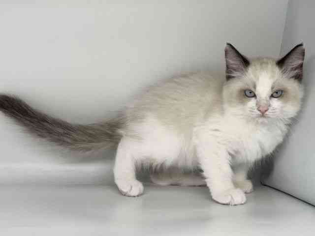 徳島県のラグドール (ひごペットフレンドリーゆめタウン徳島店/2025年9月27日生まれ/女の子/シールポイントバイカラー)の子猫の2枚目の画像