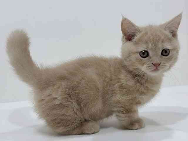 広島県のマンチカン (ひごペットフレンドリーフジグラン神辺店/2025年9月27日生まれ/男の子/クリームタビー)の子猫の2枚目の画像