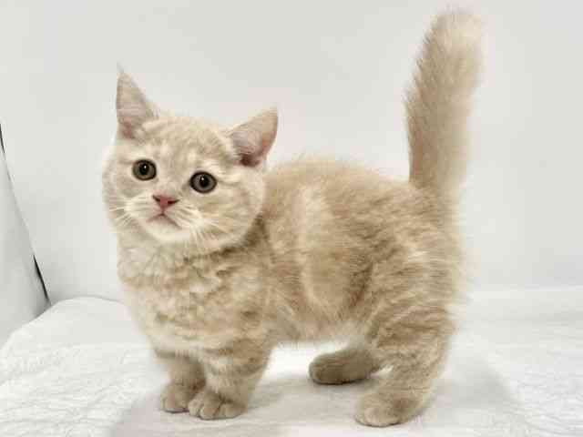高知県のマンチカン (ひごペットフレンドリーイオンモール高知店/2025年9月27日生まれ/男の子/クリームタビー)の子猫の2枚目の画像