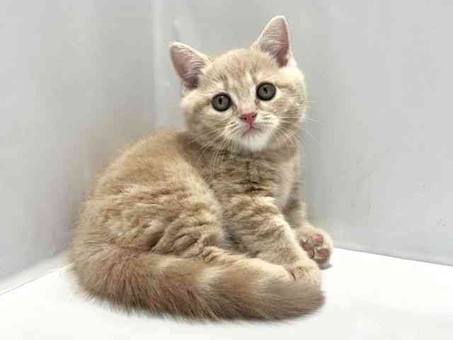 大阪府のマンチカン (ひごペットフレンドリーセブンパーク天美店/2025年9月27日生まれ/男の子/クリームタビー)の子猫の2枚目の画像