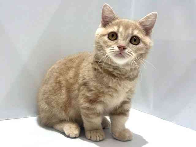 大阪府のマンチカン (ひごペットフレンドリーセブンパーク天美店/2025年9月27日生まれ/男の子/クリームタビー)の子猫の2枚目の画像