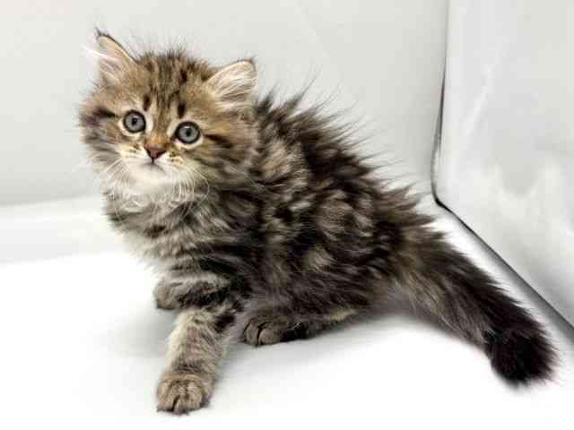 京都府のサイベリアン (ひごペットフレンドリー京都店/2025年9月26日生まれ/女の子/ブラウンクラシックタビー)の子猫の2枚目の画像