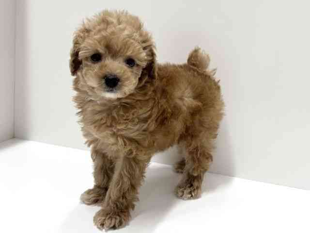 愛知県のトイプードル(トイ) (ひごペットフレンドリーららぽーと名古屋みなとアクルス店/2025年9月25日生まれ/男の子/アプリコット)の子犬の2枚目の画像