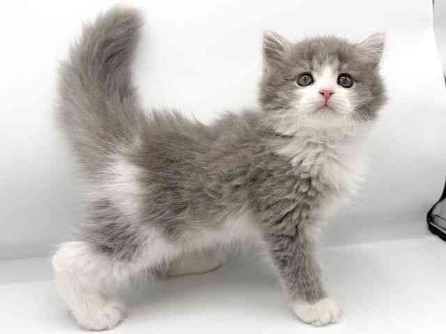 大阪府のラガマフィン (ひごペットフレンドリーららぽーとEXPOCITY店/2025年9月28日生まれ/男の子/ブルータビーホワイト)の子猫の2枚目の画像