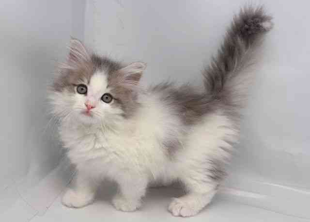 鳥取県のサイベリアン (ひごペットフレンドリーイオンモール鳥取北店/2025年9月28日生まれ/男の子/ブルータビーホワイト)の子猫の2枚目の画像