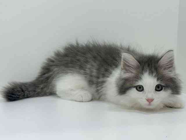 広島県のサイベリアン (ひごペットフレンドリーフジグラン神辺店/2025年9月28日生まれ/女の子/ブルータビーホワイト)の子猫の2枚目の画像