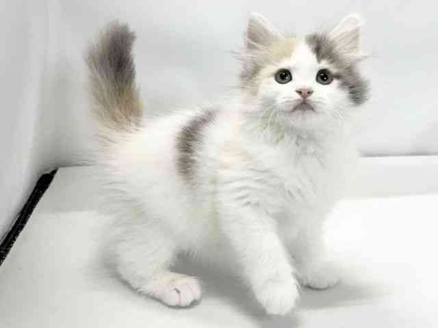 愛媛県のサイベリアン (ひごペットフレンドリーイオンモール今治新都市店/2025年9月28日生まれ/女の子/ダイリュートキャリコ)の子猫の2枚目の画像