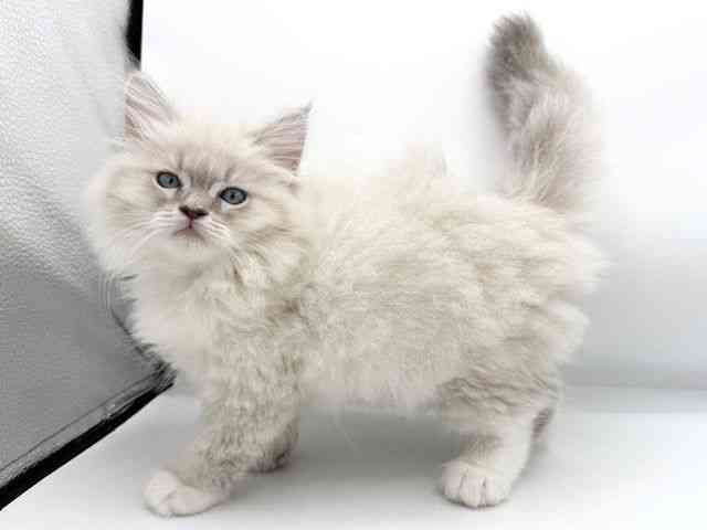 大阪府のネヴァマスカレード (ひごペットフレンドリーららぽーとEXPOCITY店/2025年9月28日生まれ/女の子/ブルーリンクスポイントホワイト)の子猫の2枚目の画像