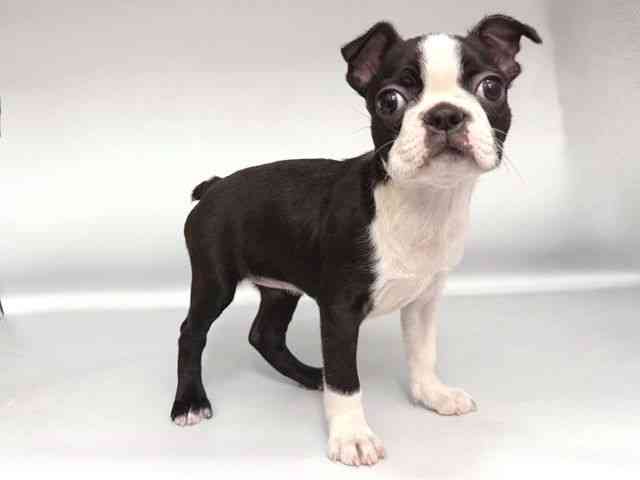 大阪府のボストンテリア (ひごペットフレンドリー岸和田店/2025年9月26日生まれ/女の子/ボストンカラー)の子犬の2枚目の画像