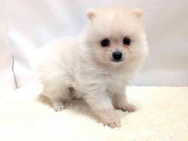 広島県のポメラニアン (ひごペットフレンドリーゆめタウン廿日市店/2025年9月26日生まれ/男の子/クリーム)の子犬の2枚目の画像