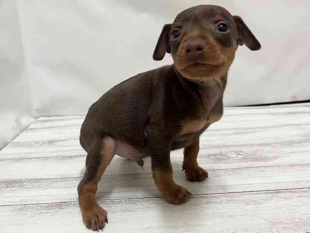 和歌山県のミニチュアピンシャー (ひごペットフレンドリーパームシティ和歌山店/2025年9月27日生まれ/男の子/チョコレートタン)の子犬の2枚目の画像