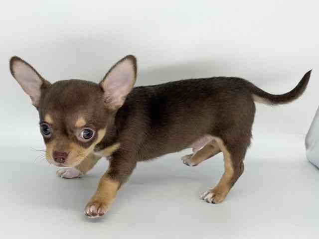 徳島県のチワワ(スムース) (ひごペットフレンドリーゆめタウン徳島店/2025年9月27日生まれ/男の子/チョコレートタンホワイト)の子犬の2枚目の画像