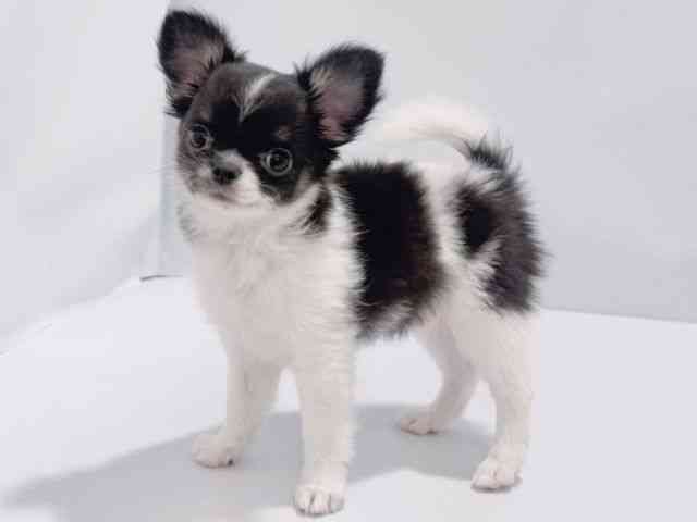 大阪府のチワワ(ロング) (ひごペットフレンドリーイズミヤショッピングセンター千里丘店/2025年9月27日生まれ/男の子/ブラックタンホワイト)の子犬の2枚目の画像