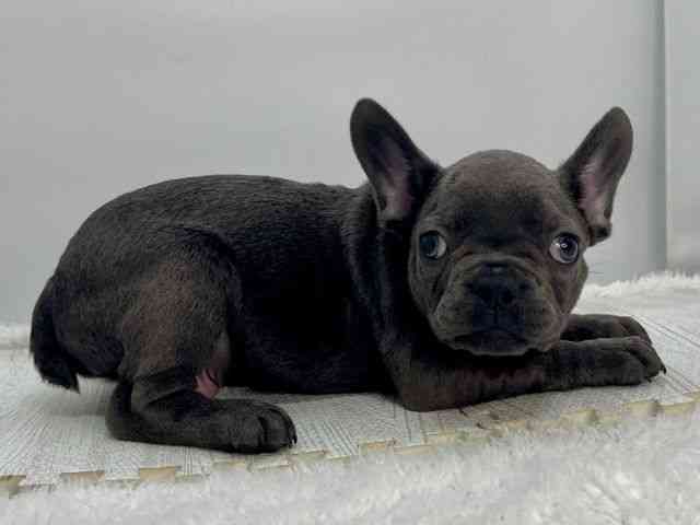 島根県のフレンチブルドッグ (ひごペットフレンドリーイオンモール出雲店/2025年9月19日生まれ/男の子/ブルー)の子犬の2枚目の画像