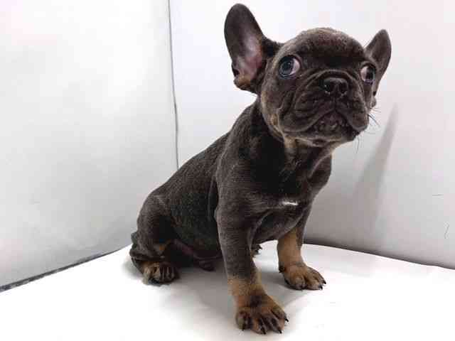 奈良県のフレンチブルドッグ (ひごペットフレンドリー奈良パワーシティ店/2025年9月19日生まれ/男の子/ブルータン)の子犬の2枚目の画像
