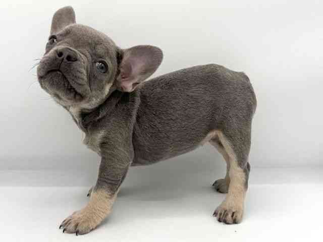 大阪府のフレンチブルドッグ (ひごペットフレンドリーららぽーとEXPOCITY店/2025年9月19日生まれ/女の子/ブルータン)の子犬の2枚目の画像