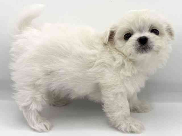 大阪府のチワマル/マルチワ(チワワ×マルチーズ) (ひごペットフレンドリーららぽーとEXPOCITY店/2025年9月26日生まれ/女の子/ホワイト)の子犬の2枚目の画像