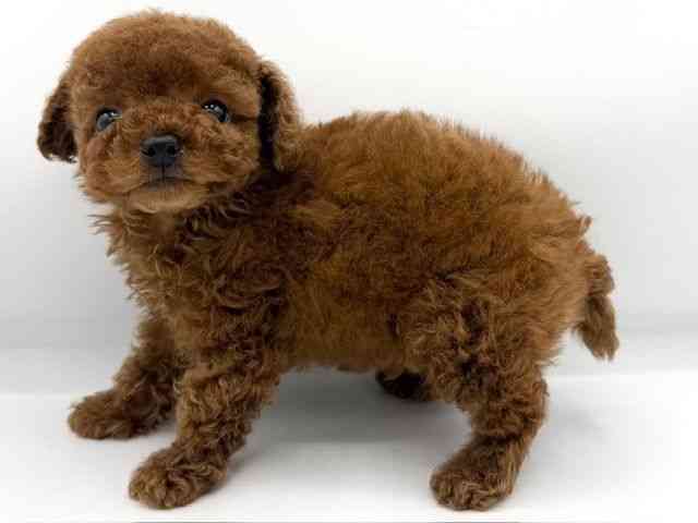 大阪府のトイプードル(トイ) (ひごペットフレンドリーららぽーとEXPOCITY店/2025年9月28日生まれ/男の子/レッド)の子犬の2枚目の画像