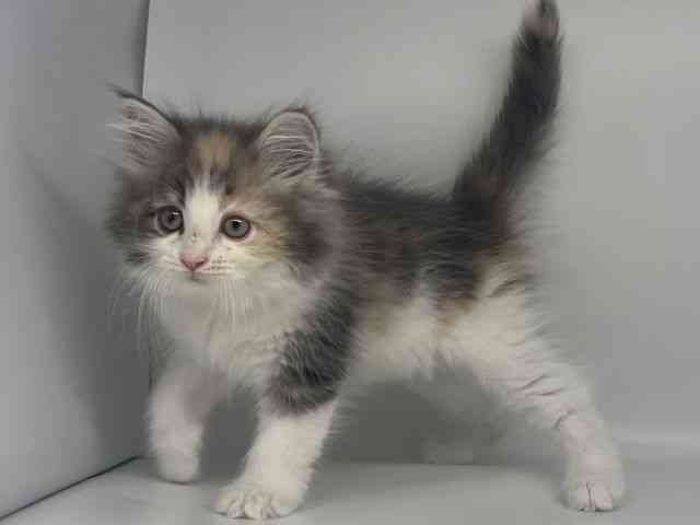 徳島県のノルウェージャンフォレストキャット (ひごペットフレンドリーゆめタウン徳島店/2025年9月27日生まれ/女の子/ダイリュートキャリコ)の子猫の2枚目の画像