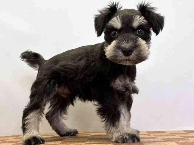 愛媛県のミニチュアシュナウザー (ひごペットフレンドリーエミフルMASAKI店/2025年9月27日生まれ/男の子/ブラックシルバー)の子犬の2枚目の画像